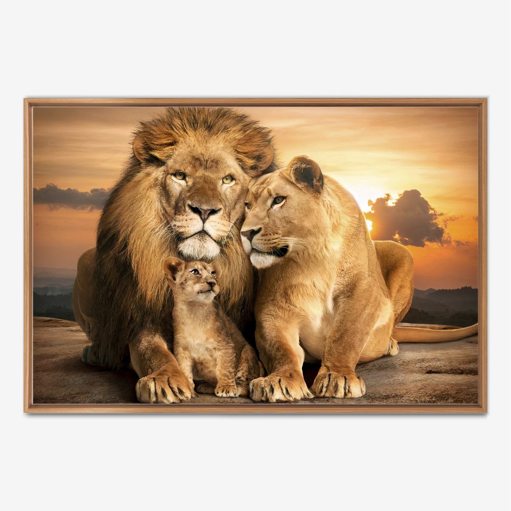 Quadro Família de Leões um Filho Pôr do Sol - Imagem 6