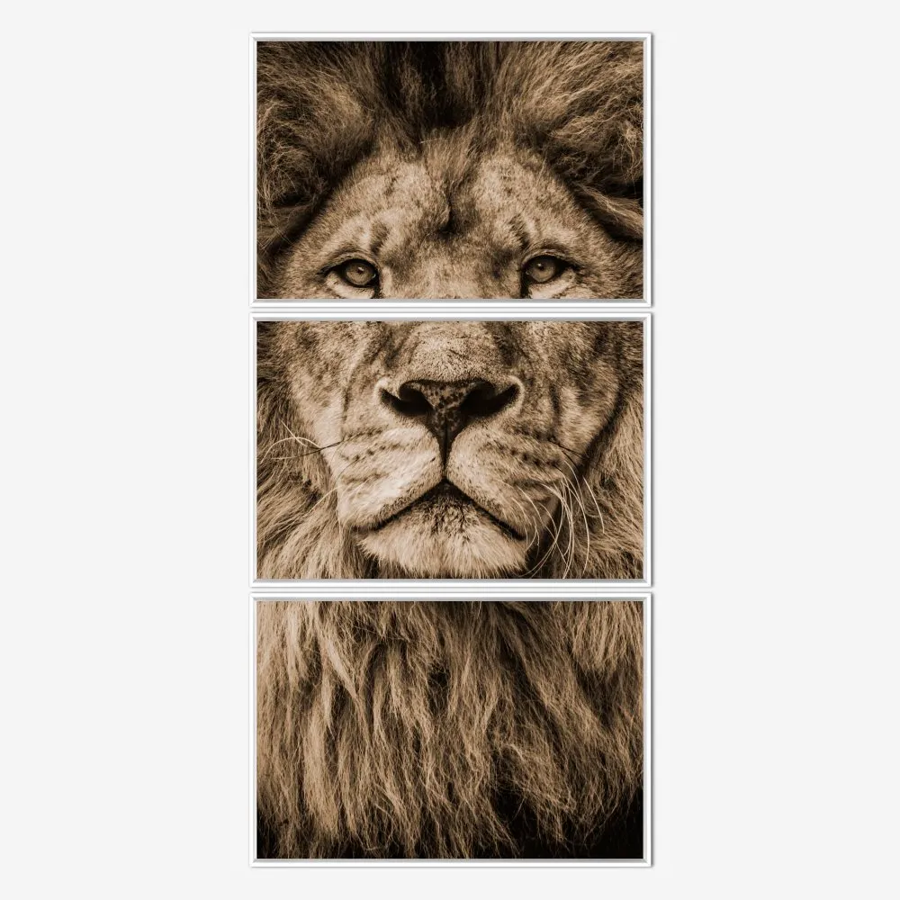Quadro Leão Sépia kit três telas - Imagem 4