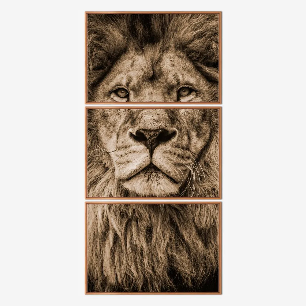 Quadro Leão Sépia kit três telas - Imagem 6