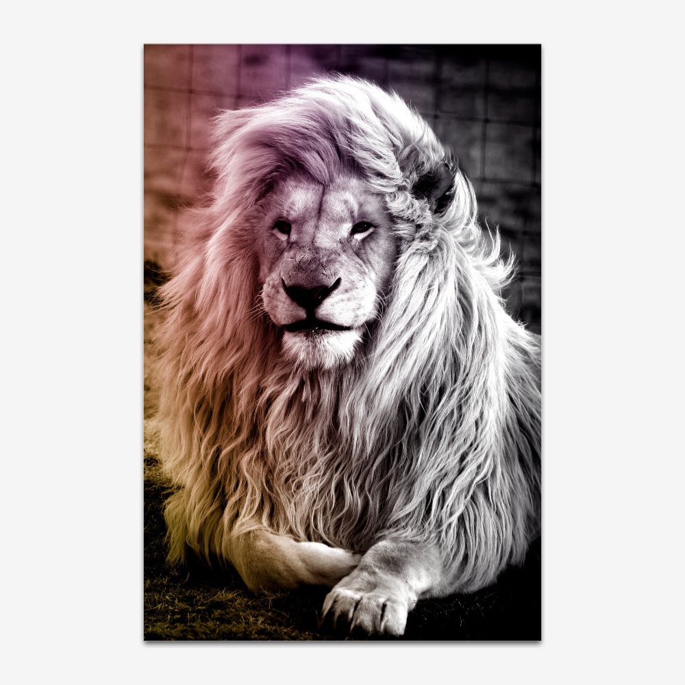 Quadro Leão Cor - Imagem 2